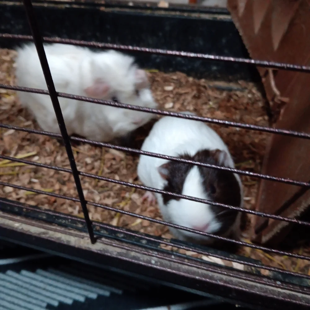 Gueina pigs
